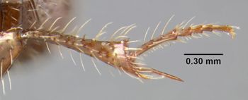 Media type: image;   Entomology 34130 Aspect: hind tibia